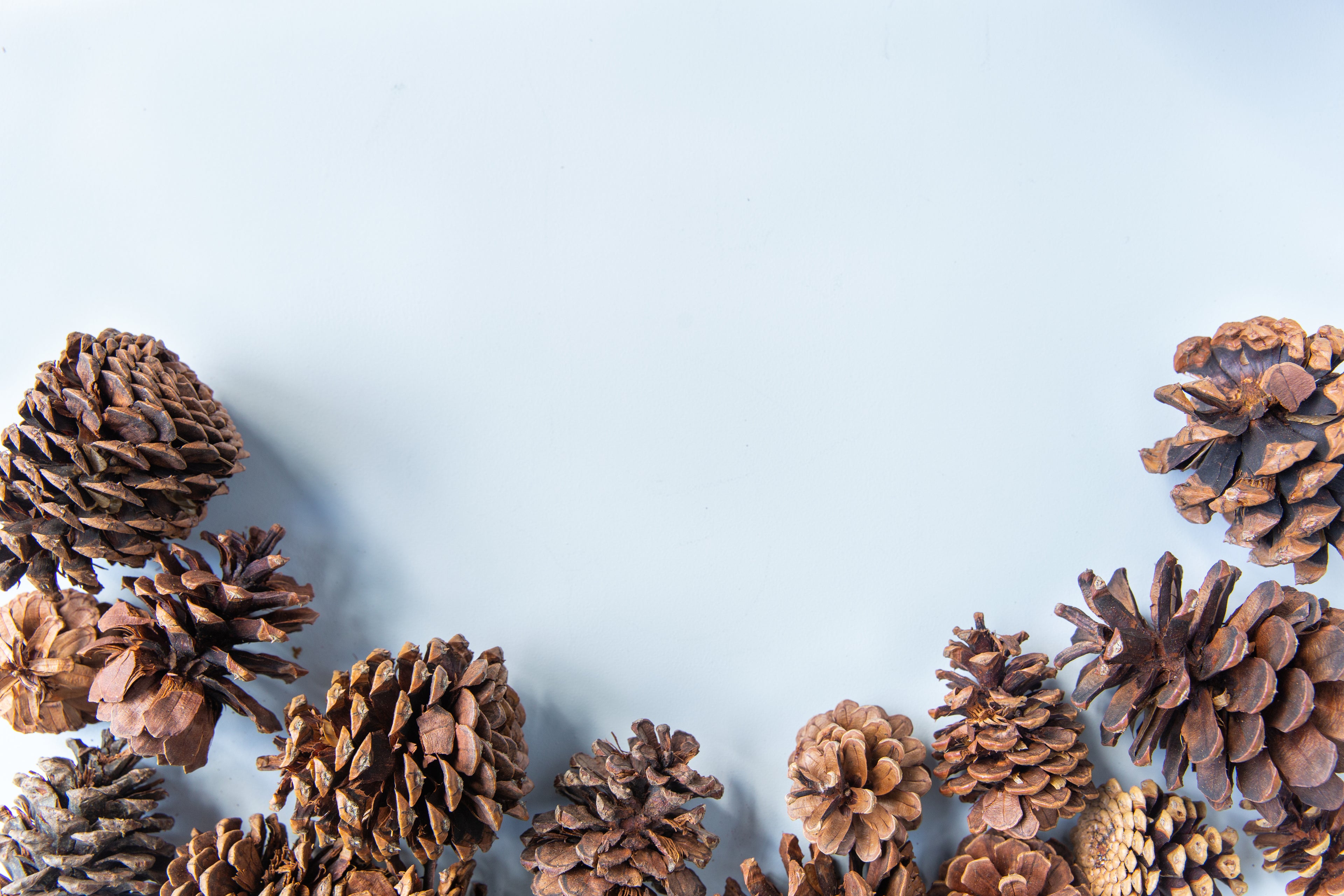 a blue background with pinecones